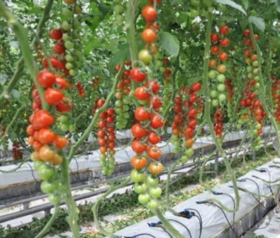 tomato cracked fruits1