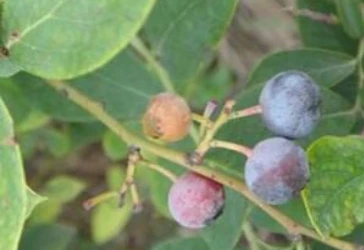 blueberries