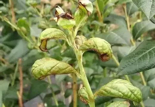 diseases and insect pests of blueberries