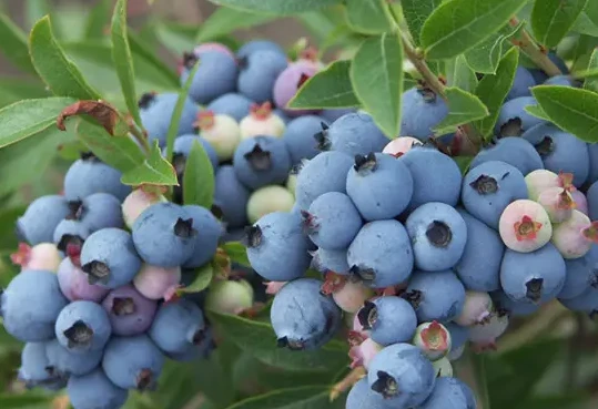 blueberrie