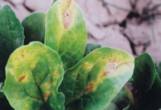 spinach anthracnose