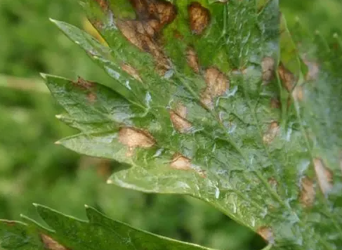 Celery Phyllosticta leaf spot 4