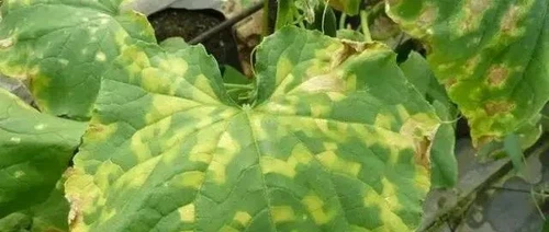 Downy Mildew Downy Mildew