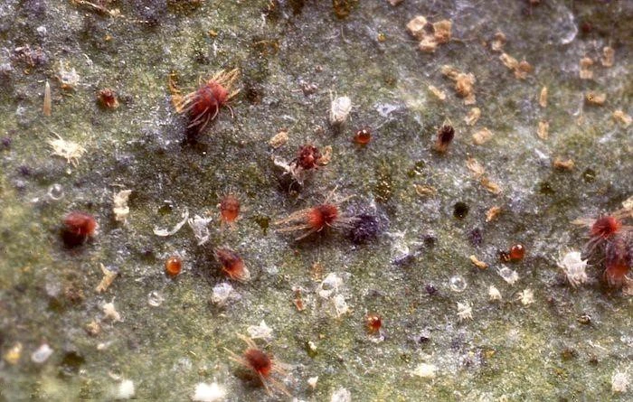 Citrus red mites damaging citrus leaves controlled by Spirodiclofen Citrus red mites damaging citrus leaves controlled by Spirodiclofen